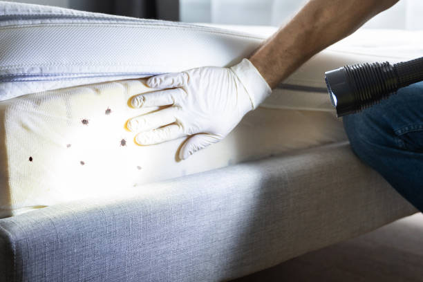 Best Wasp Removal Services  in Oakwood, GA